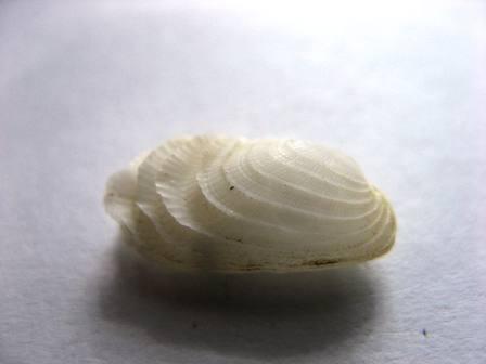 Identificazione grazie mille!